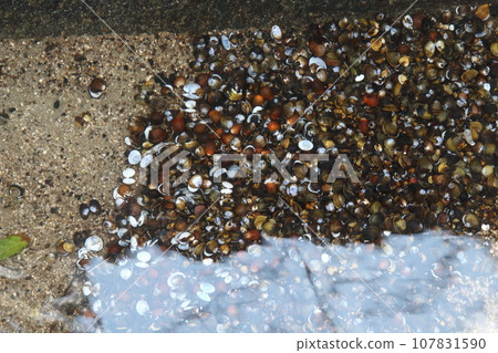 Corbicula and shells scattered in the waterway (Yasugi City, Shimane Prefecture) Corbicula and shells scattered in the waterway (Yasugi City, Shimane Prefecture) 107831590