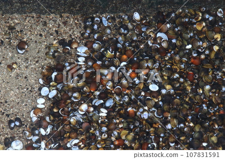 Corbicula and shells scattered in the waterway (Yasugi City, Shimane Prefecture) Corbicula and shells scattered in the waterway (Yasugi City, Shimane Prefecture) 107831591