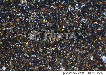 Corbicula and shells scattered in the waterway (Yasugi City, Shimane Prefecture) 107831592