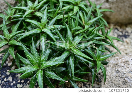 Jukunda (genus Aloe, family Arunidae, subfamily Tulboraninae) 107831720