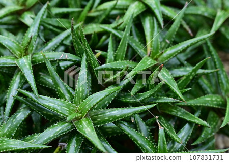 Jukunda (genus Aloe, family Arunidae, subfamily Tulboraninae) 107831731
