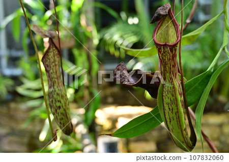 Nepenthes/edible plants 107832060