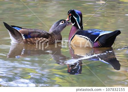 Colorful Wood Ducks couple on the lake and their reflections on water, Quebec, Canada Colorful Wood Ducks couple on the lake and their reflections on water, Quebec, Canada 107832155