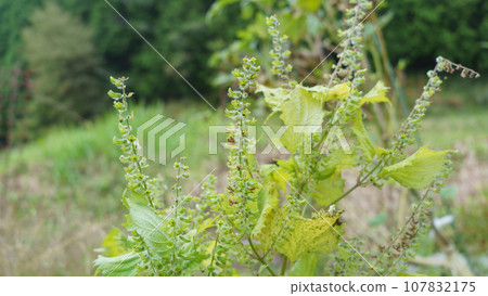 Perilla fruit/ear of perilla Perilla fruit/ear of perilla 107832175