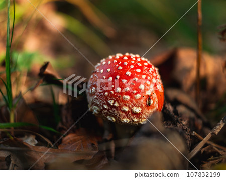 Amanita muscari psychoactive toadstool Fly agaric red-headed hallucinogenic toxic mushroom with white dots autumn forest Amanita muscari psychoactive toadstool Fly agaric red-headed hallucinogenic toxic mushroom with white dots autumn forest 107832199