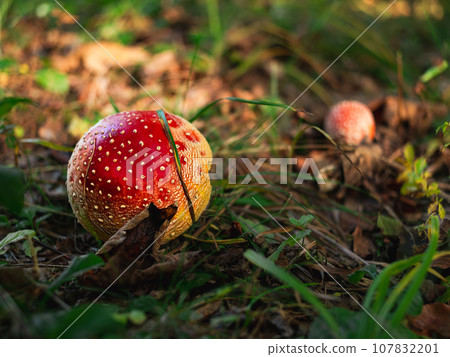 Amanita muscari psychoactive toadstool Fly agaric red-headed hallucinogenic toxic mushroom with white dots autumn forest Amanita muscari psychoactive toadstool Fly agaric red-headed hallucinogenic toxic mushroom with white dots autumn forest 107832201