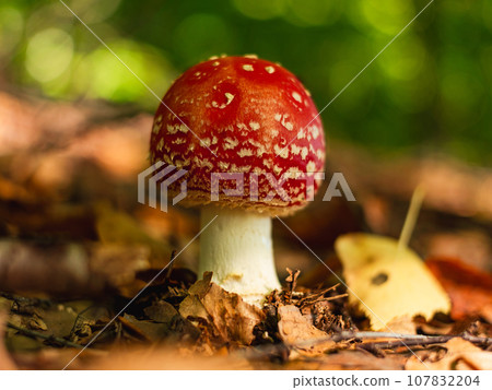 Amanita muscari psychoactive toadstool Fly agaric red-headed hallucinogenic toxic mushroom with white dots autumn forest Amanita muscari psychoactive toadstool Fly agaric red-headed hallucinogenic toxic mushroom with white dots autumn forest 107832204