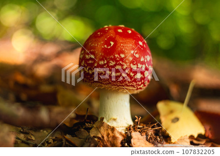 Amanita muscari psychoactive toadstool Fly agaric red-headed hallucinogenic toxic mushroom with white dots autumn forest 107832205