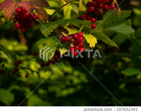 Viburnum opulus Guelder rose plant. Healthy red fruits growing in Carpathian Mountains forest Immune system boosting Viburnum opulus Guelder rose plant. Healthy red fruits growing in Carpathian Mountains forest Immune system boosting 107832265