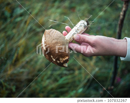 Edible mushroom Leccinum aurantiacum Ukraine, Transcarpathia region, Europe. Red-capped scaber stalk in traveler's hand 107832267