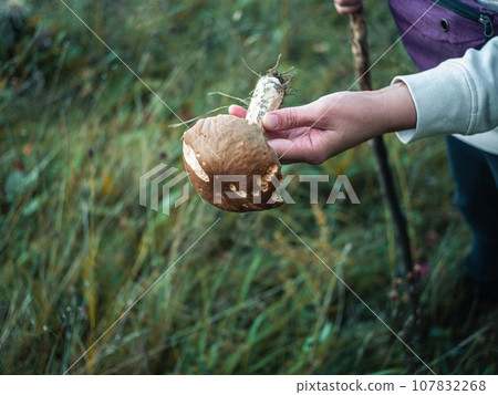 Edible mushroom Leccinum aurantiacum Ukraine, Transcarpathia region, Europe. Red-capped scaber stalk in traveler's hand 107832268