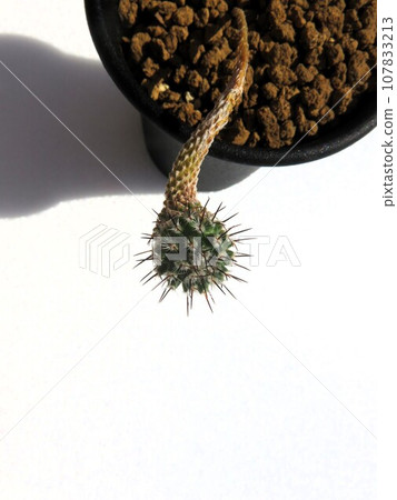 Subterraneus Subterraneus 107833213