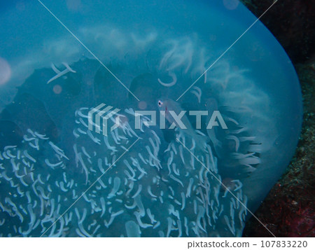 Small fish that coexist with jellyfish 107833220
