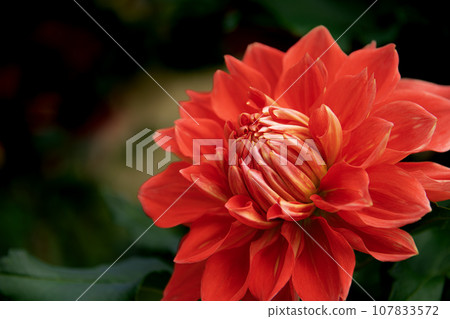 Gorgeous blooming dahlias 107833572