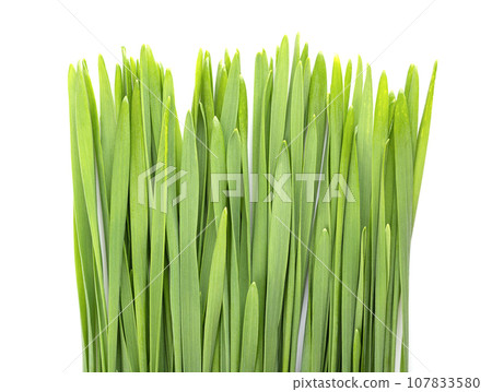 Wheatgrass from above. Freshly sprouted first leaves of common wheat Triticum aestivum, used for food, drink, or dietary supplement. Contains chlorophyll, amino acids, minerals, vitamins and enzymes. 107833580