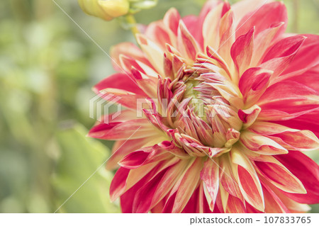 Gorgeous blooming dahlias Gorgeous blooming dahlias 107833765