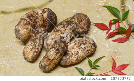 松茸 松茸 107833772