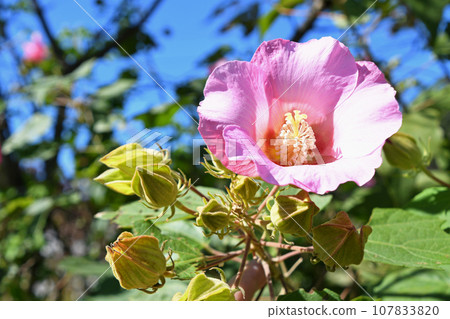 不是必需的（芙蓉） 107833820