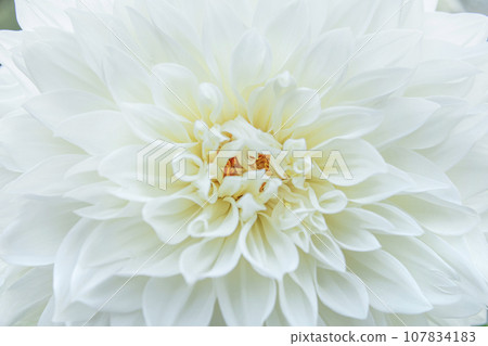 優雅盛開的白色大麗花 優雅盛開的白色大麗花 107834183