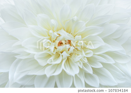 優雅盛開的白色大麗花 107834184