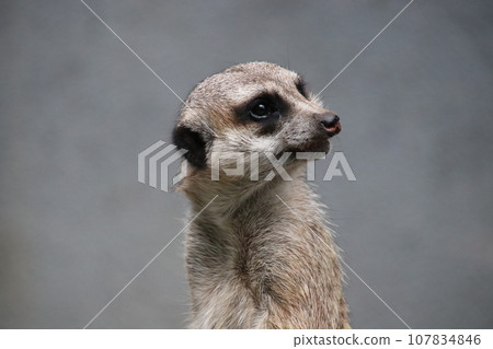 Be wary meerkat 107834846