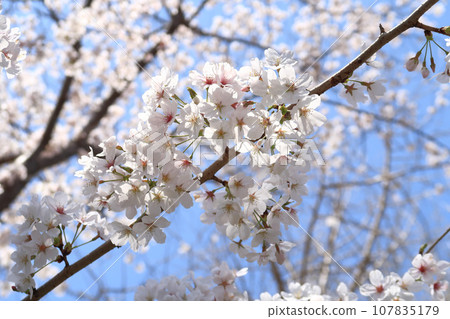 Cherry blossoms at Empress Jingu Mausoleum (Goshajin Tumulus) 107835179