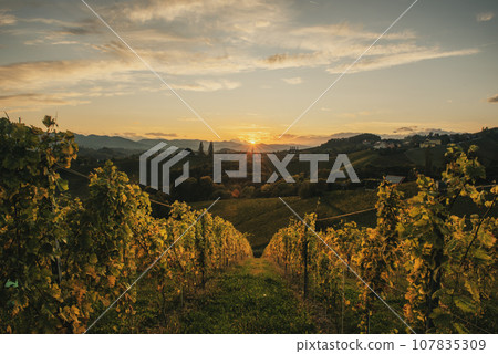 Vineyards row in Slovenia 107835309