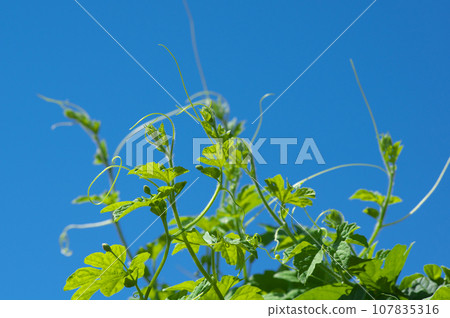 Bitter gourd vines stretching against the blue sky 107835316