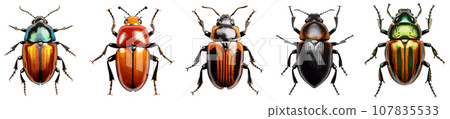 Beetle insect vector set isolated on white Beetle insect vector set isolated on white 107835533