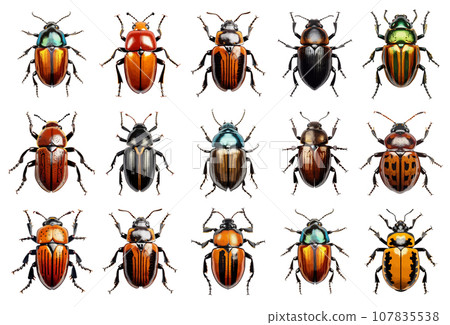 Beetle insect vector set isolated on white Beetle insect vector set isolated on white 107835538