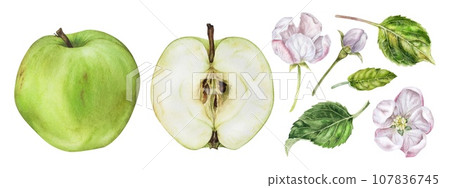 Apples and flowers set. Watercolor botanical illustration of green fruit. Hand drawn food clipart bundle isolated on white background. Drawing for sticker and print. Floral painting of orchard plant 107836745