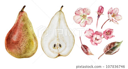 Pear and flowers set. Watercolor botanical illustration of fruit. Hand drawn clip art isolated on white background. Drawing of sweet healthy food. Floral sketch for packaging design 107836746