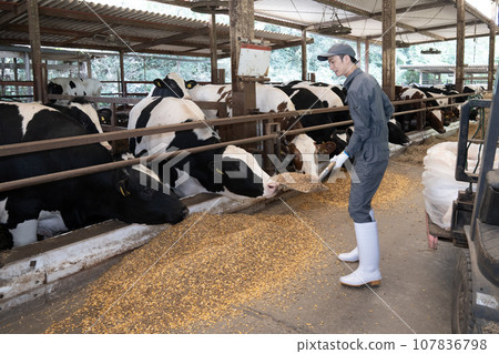 A worker feeding cows in a cowshed 107836798