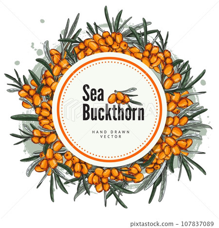 Sea-buckthorn berries food label or packaging sticker sketch vector illustration. Sea-buckthorn berries food label or packaging sticker sketch vector illustration. 107837089