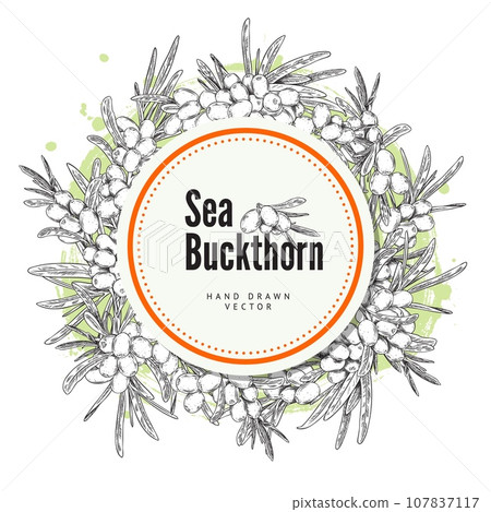 Sea buckthorn leaves and berries circle frame with text space. 107837117