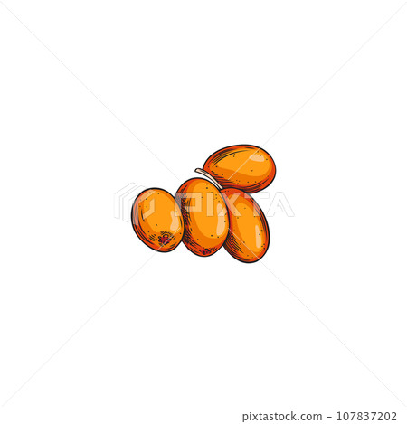 Sea buckthorn vector hand drawn illustration, fresh orange berries bunch isolated, summer fruit, healthy vitamin food Sea buckthorn vector hand drawn illustration, fresh orange berries bunch isolated, summer fruit, healthy vitamin food 107837202