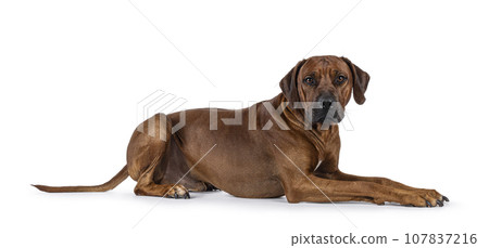 Rhodesian Ridgeback dog on white background Rhodesian Ridgeback dog on white background 107837216
