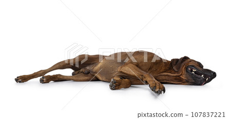 Rhodesian Ridgeback dog on white background Rhodesian Ridgeback dog on white background 107837221