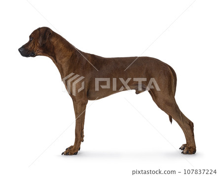 Rhodesian Ridgeback dog on white background Rhodesian Ridgeback dog on white background 107837224