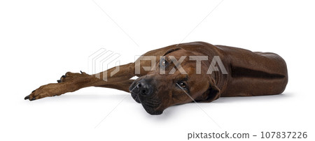 Rhodesian Ridgeback dog on white background Rhodesian Ridgeback dog on white background 107837226