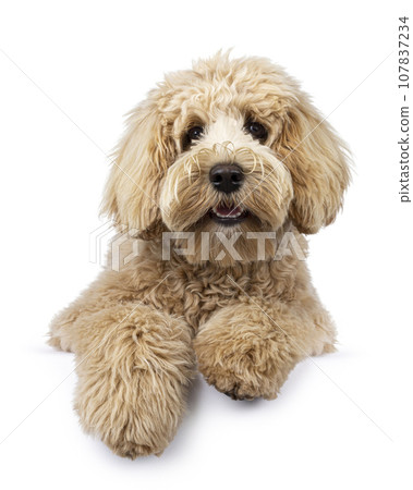Cream Labradoodle on white baxkground 107837234