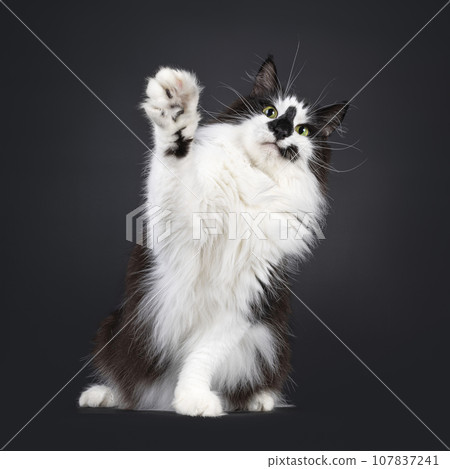 Norwegian Forestcat on black background 107837241
