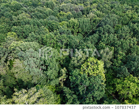 Beautiful dense forest, top view. The tops of a variety of trees. Beautiful dense forest, top view. The tops of a variety of trees. 107837437