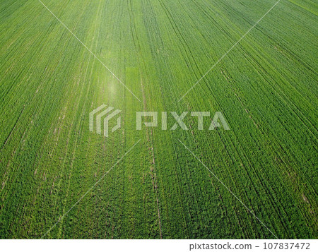 Green agricultural field, aerial view. Farmland landscape. Background. Green agricultural field, aerial view. Farmland landscape. Background. 107837472