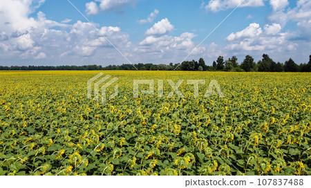 Clear blue sky over a sunflower field on a summer day. Farmer's field, aerial view. Clear blue sky over a sunflower field on a summer day. Farmer's field, aerial view. 107837488