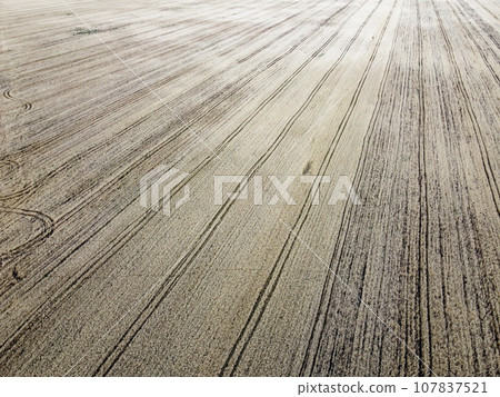 A bird's eye view of a field of ripe cereals. Agricultural landscape. A bird's eye view of a field of ripe cereals. Agricultural landscape. 107837521