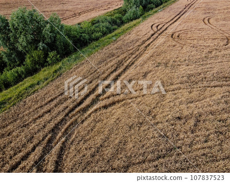 An old irrigation canal overgrown with trees among a wheat field, aerial view. Dry irrigation canal in the field, landscape. 107837523