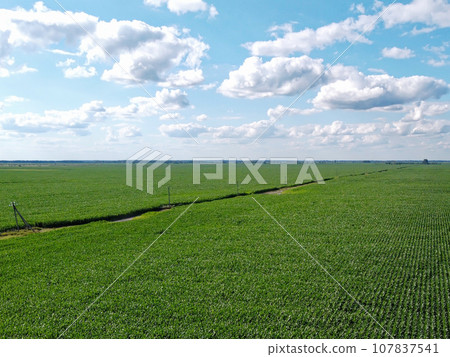 Huge cornfield on a sunny summer day, aerial view. Blue sky over green farm field, landscape. Huge cornfield on a sunny summer day, aerial view. Blue sky over green farm field, landscape. 107837541