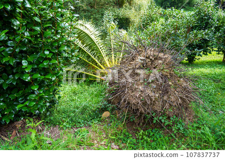A fallen large palm tree after a tropical typhoon and a strong storm during the rainy season. Damaged torn roots close up A fallen large palm tree after a tropical typhoon and a strong storm during the rainy season. Damaged torn roots close up 107837737