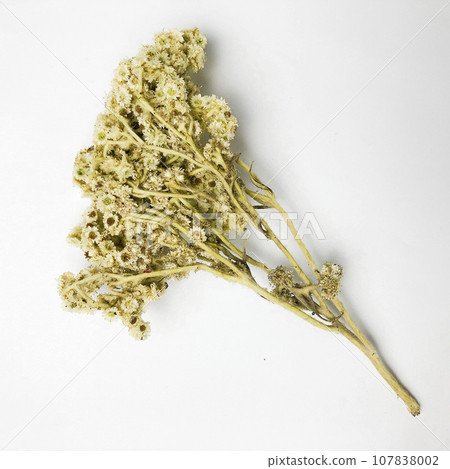 Edelweiss flowers on white background Edelweiss flowers on white background 107838002